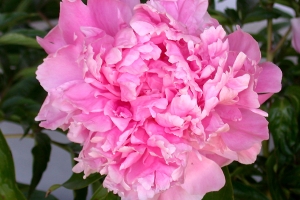 Peony 'Dr. Alexander Flemming' 